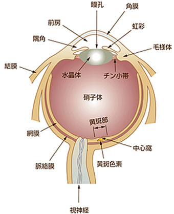 ヒトの眼の構造（模式図）の画像