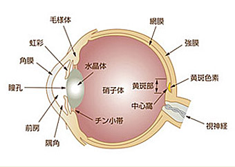 眼組織の断面模式図の画像