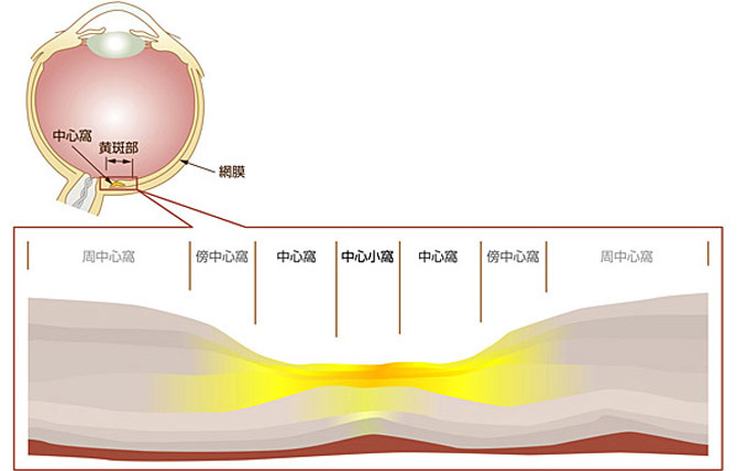 アカゲザルの網膜断面模式図の画像